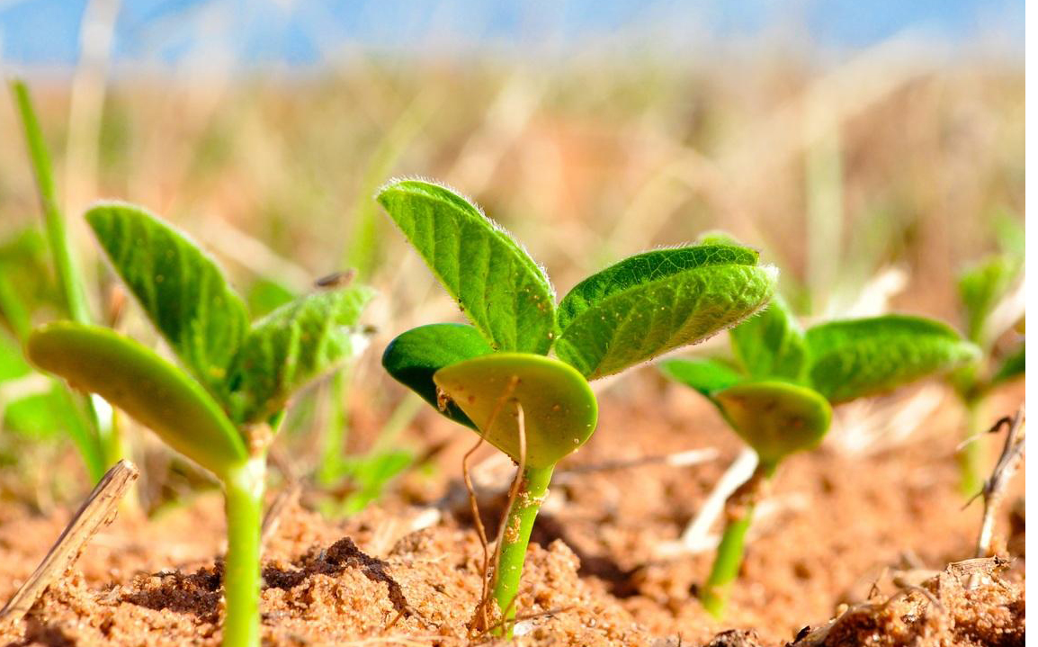 土壤溫度對作物生長有什么影響? 土壤溫度對作物生長有什么影響?