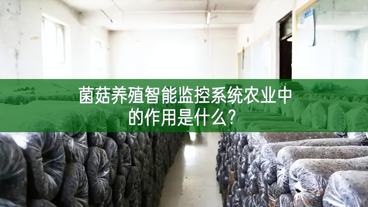 菌菇養殖智能監控系統在農業中的作用是什么? 菌菇養殖智能監控系統在農業中的作用是什么?