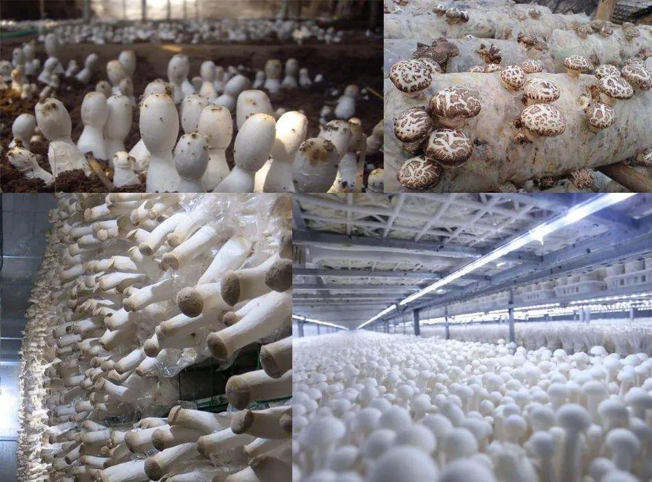 應用場景 應用場景