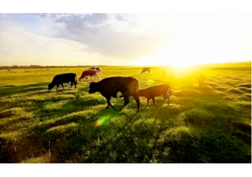 LORA在智慧農業中的應用案例