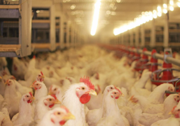 溫濕度傳感器在養(yǎng)殖場孵化器中的應用