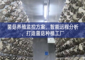 「智慧養(yǎng)殖」菌菇養(yǎng)殖監(jiān)控方案，智能遠程分析，打造菌菇種植工廠